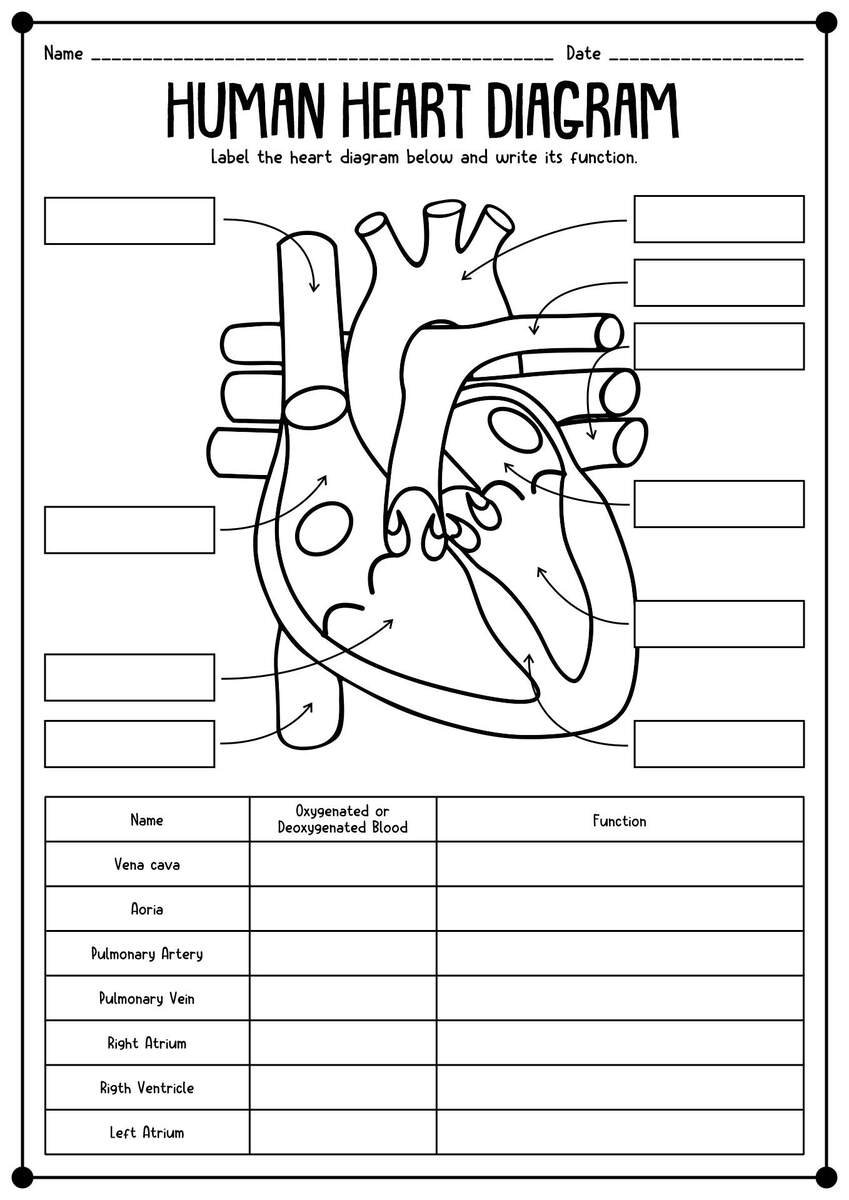 The Human Heart Labelling Worksheet Teaching Resources