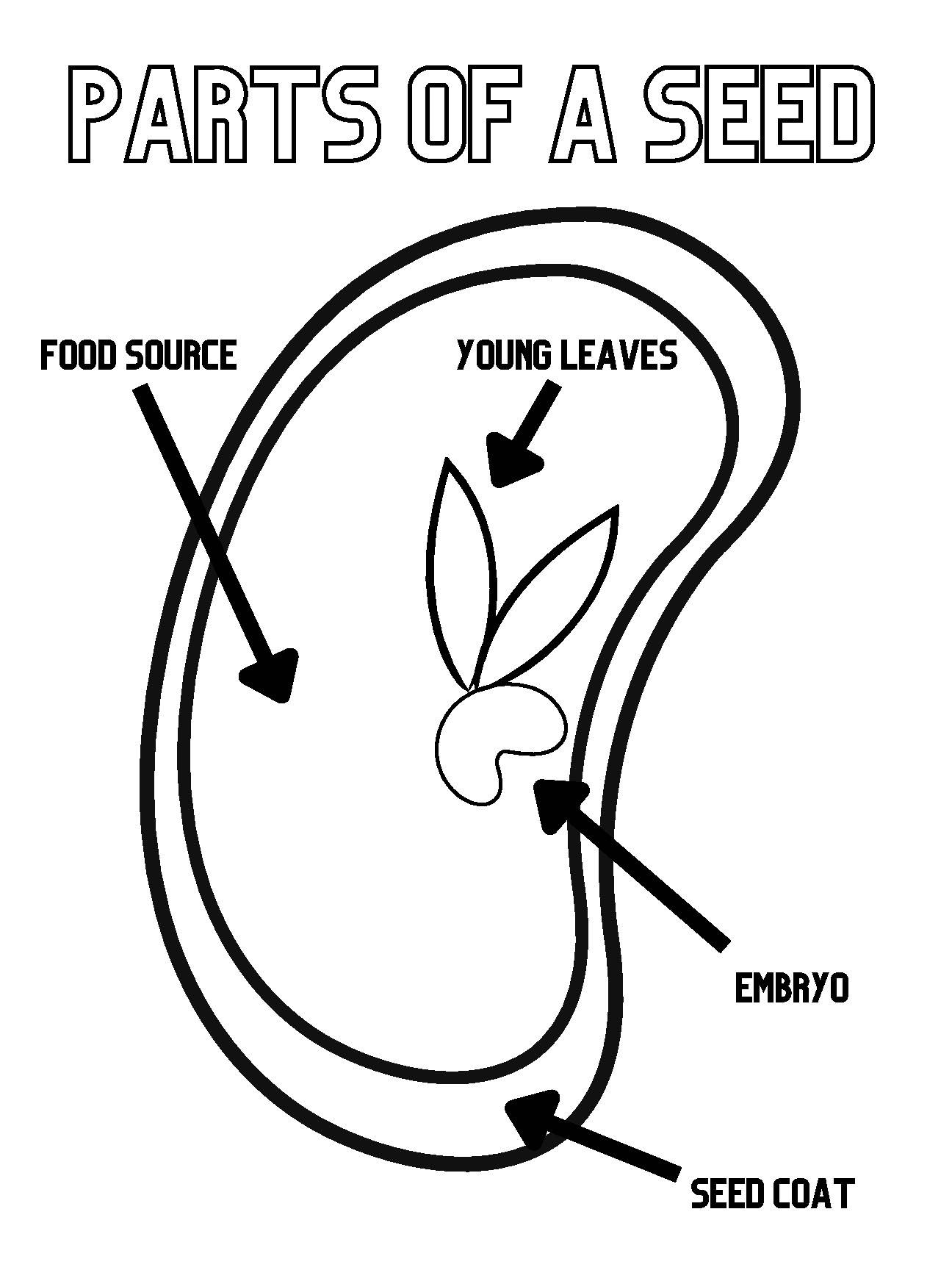 Seed Anatomy Coloring Page Educational Science Illustration TPT