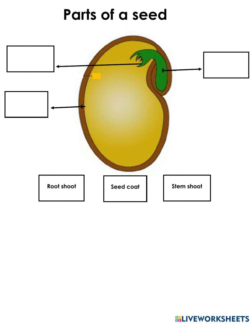 Seeds Parts Worksheet Worksheets Library Seeds Parts Worksheet Worksheets Library