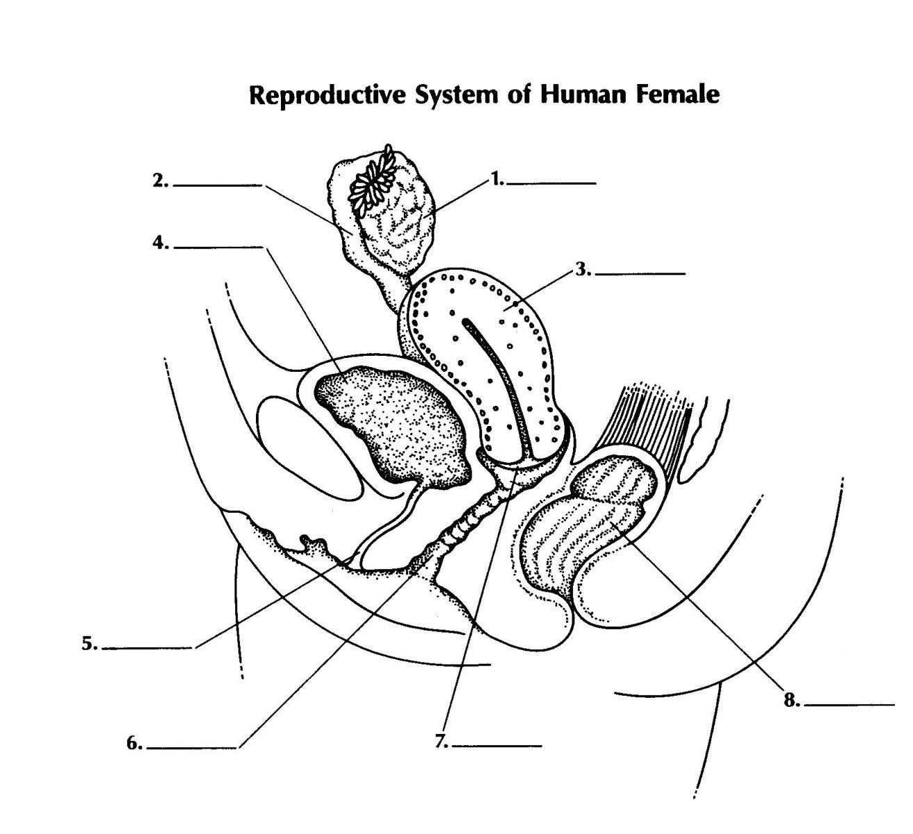 Short Quiz About The Female Reproductive System Quiz Trivia Short Quiz About The Female Reproductive System Quiz Trivia