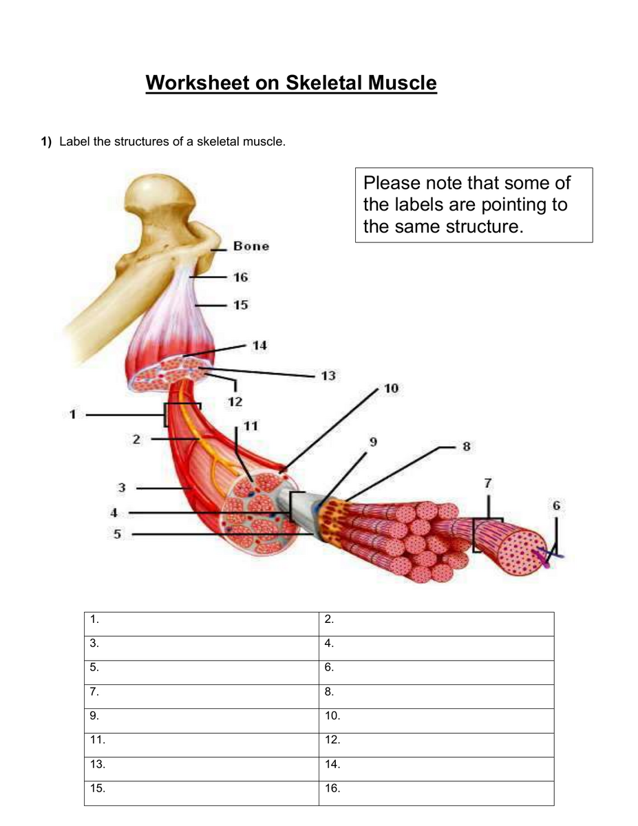 Muscular System Anatomy And Physiology Nurseslabs