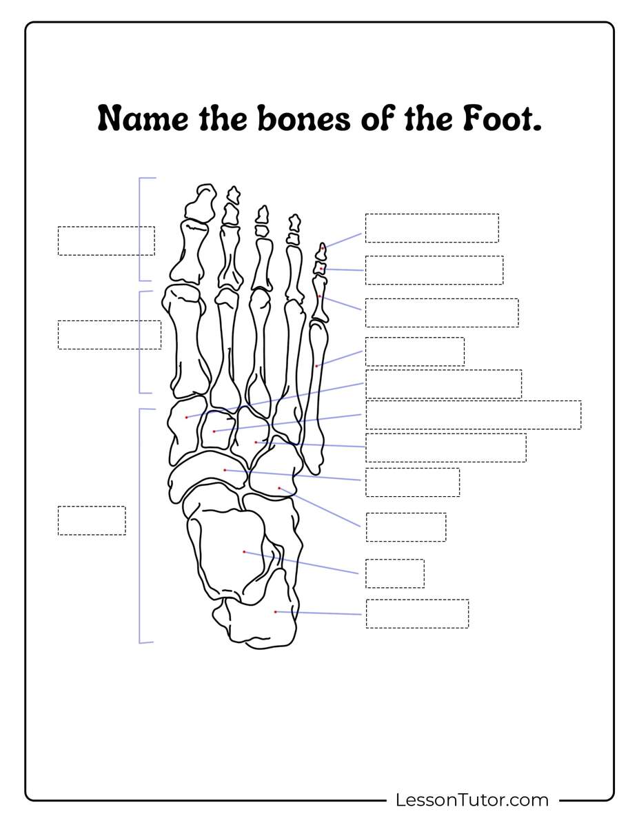 Skeleton System Worksheets Free Coloring Pages PDF Printables And Worksheets Lesson Tutor