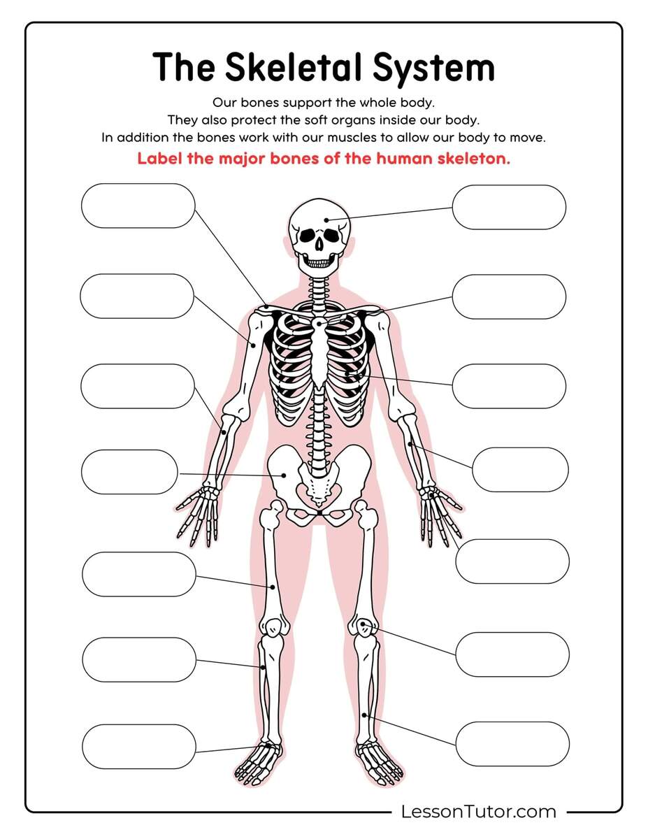 Skeleton System Worksheets Free Coloring Pages PDF Printables And Worksheets Lesson Tutor