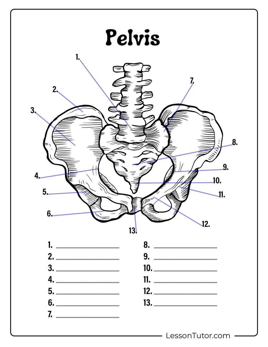 Skeleton System Worksheets Free Coloring Pages PDF Printables And Worksheets Lesson Tutor