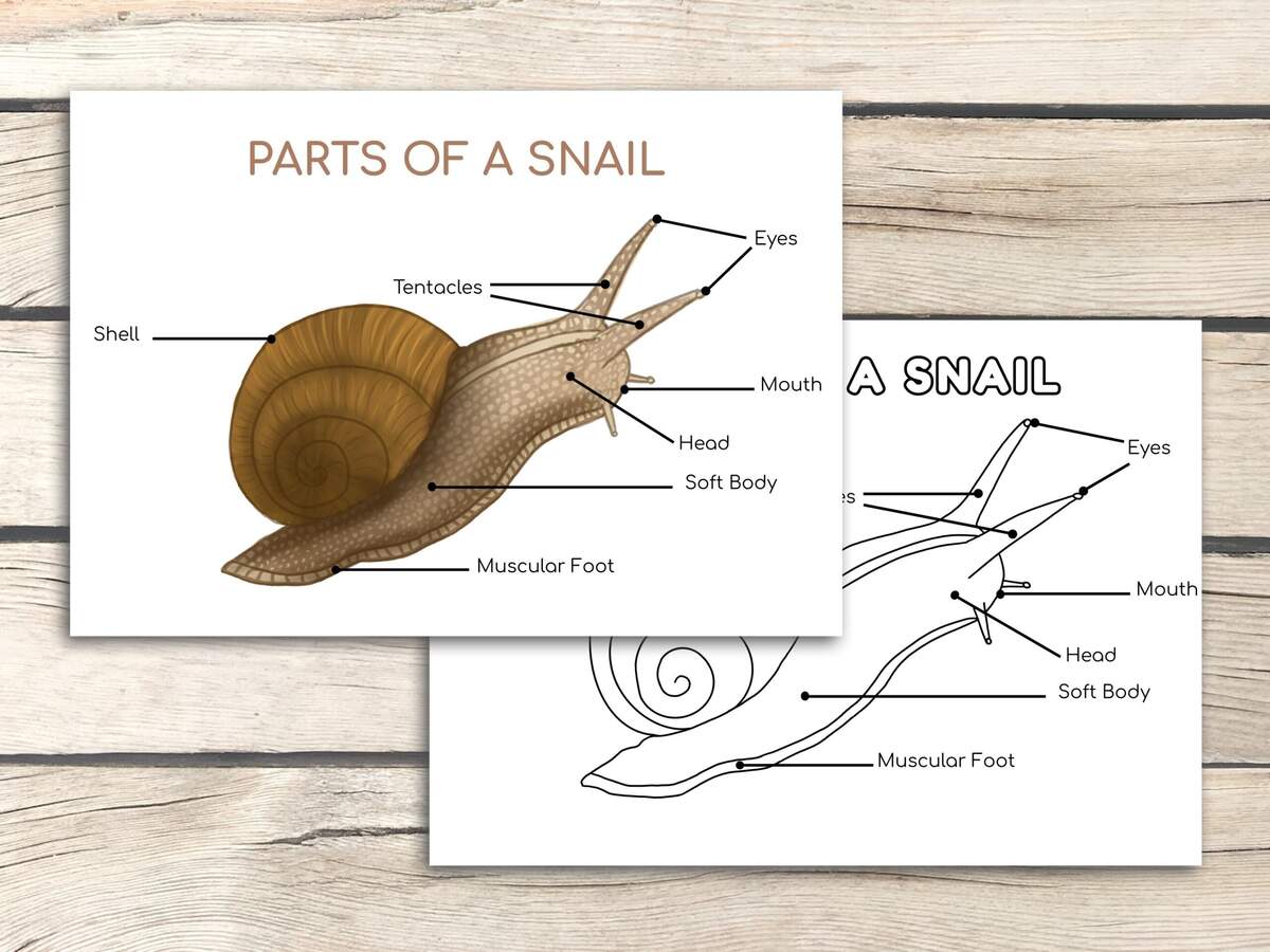 Snail Life Cycle Activity Bundle Educational Printable Set PDF Printables Etsy