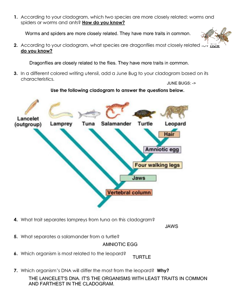 SOLUTION Cladogram Worksheet Practice Key Studypool Worksheets Library SOLUTION Cladogram Worksheet Practice Key Studypool Worksheets Library