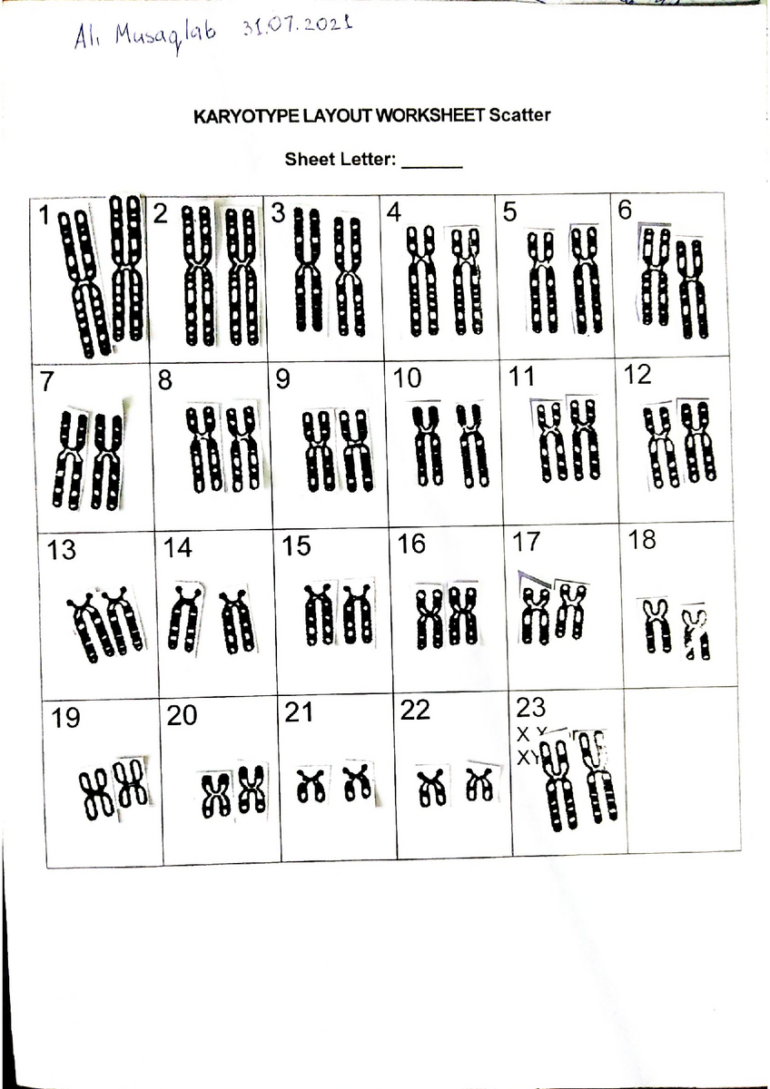 SOLUTION Karyotype Layout Worksheet Studypool Worksheets Library SOLUTION Karyotype Layout Worksheet Studypool Worksheets Library