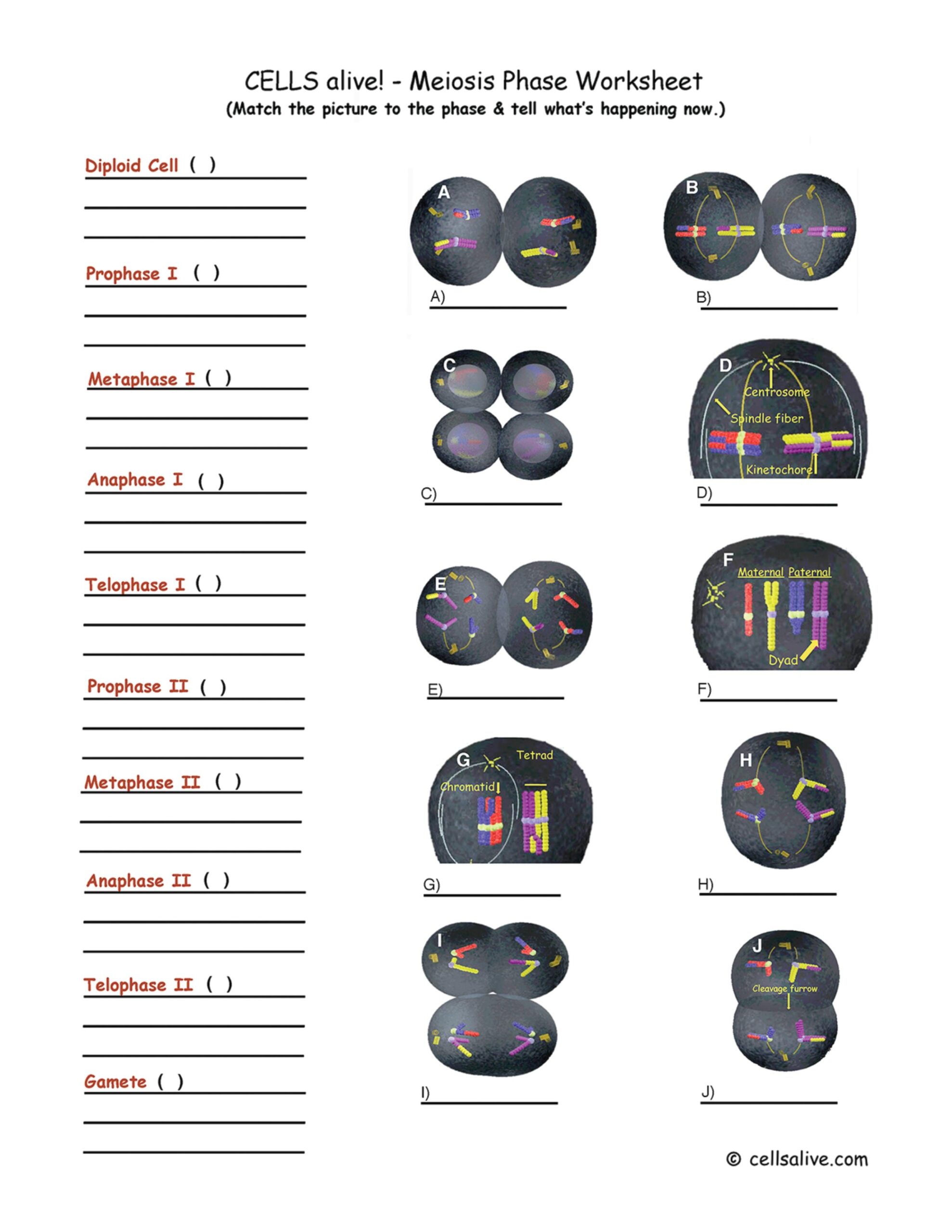 Solved CELLS Alive Meiosis Phase Worksheet Match The Chegg Worksheets Library Solved CELLS Alive Meiosis Phase Worksheet Match The Chegg Worksheets Library