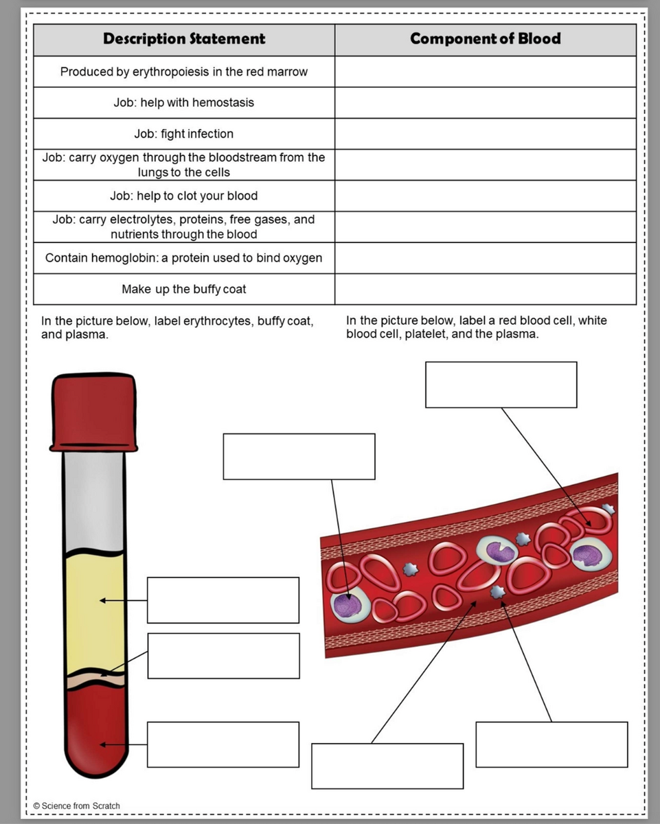 Blood Components Interactive Worksheet Worksheets Library
