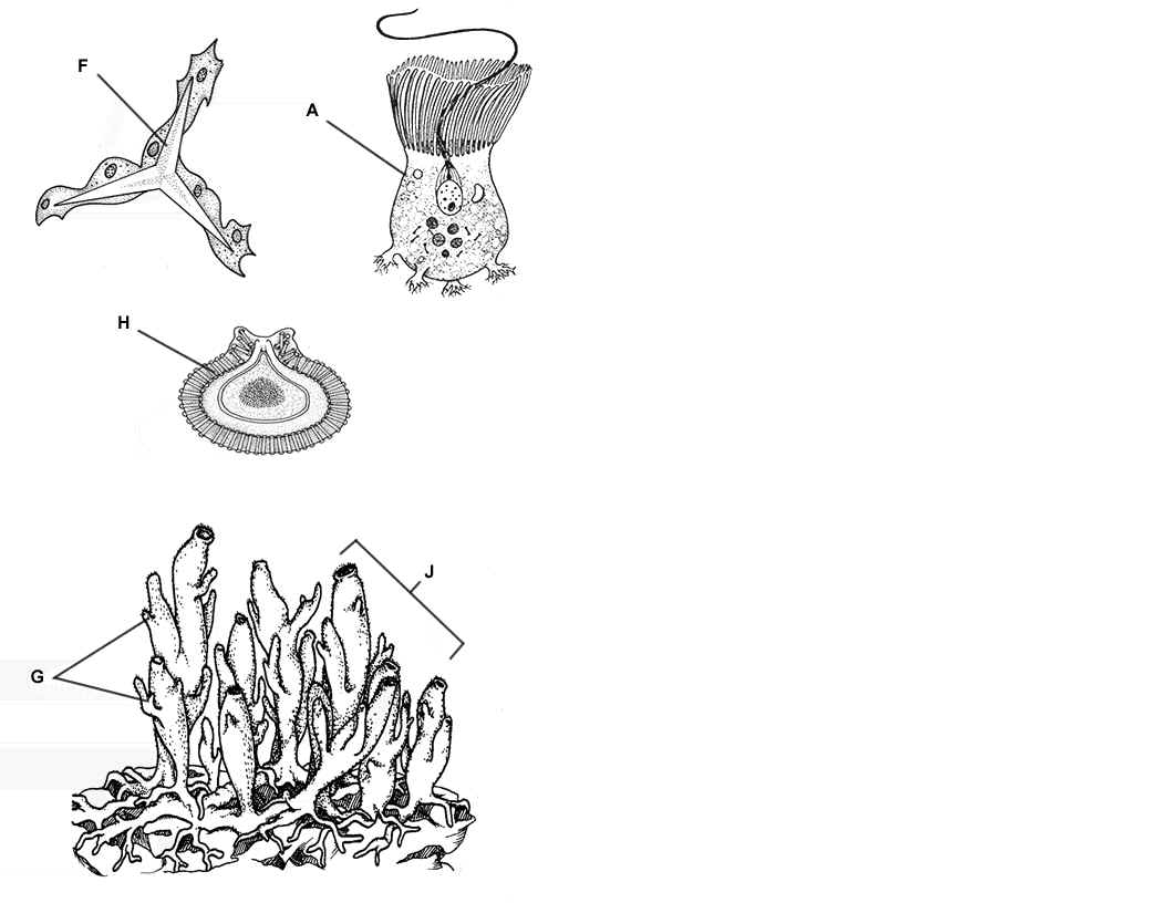 Sponge Coloring Diagram And Questions BIOLOGY JUNCTION