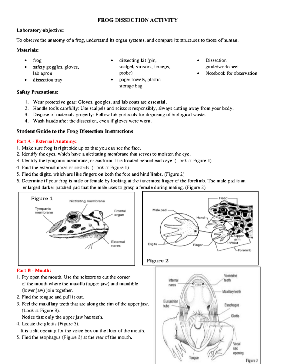 STEM 101 Frog Dissection Activity Guide And Instructions Studocu