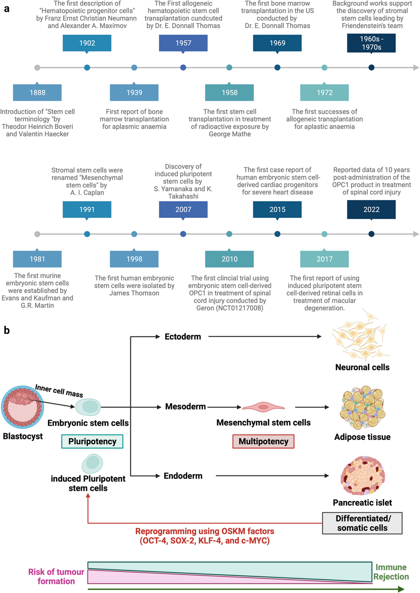 Stem Cell Based Therapy For Human Diseases Signal Transduction And Targeted Therapy Teaching Students How To Cite Text Evidence A Love Of Teaching Kim Miller