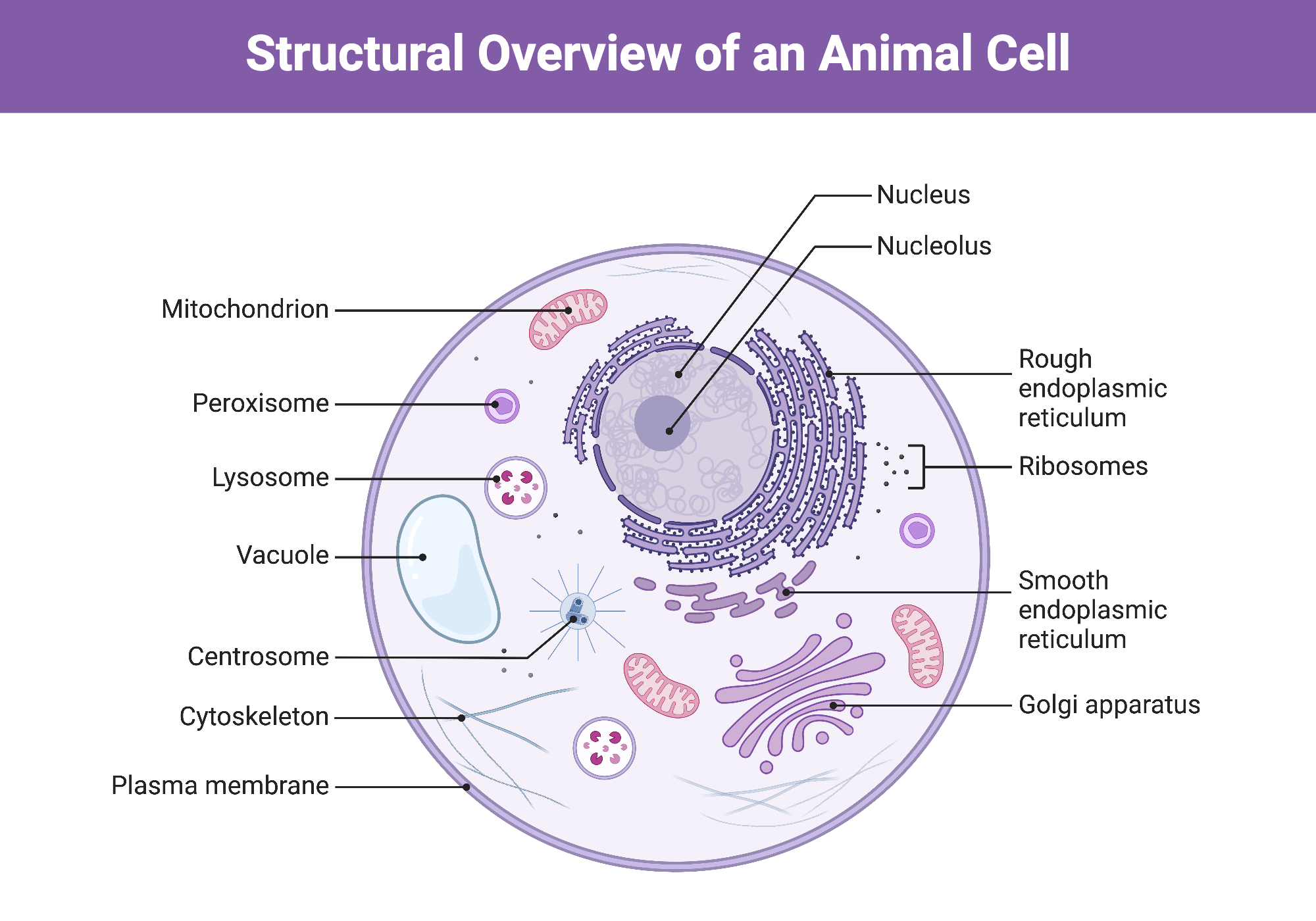 Structural Overview Of An Animal Cell BioRender Science Templates Structural Overview Of An Animal Cell BioRender Science Templates