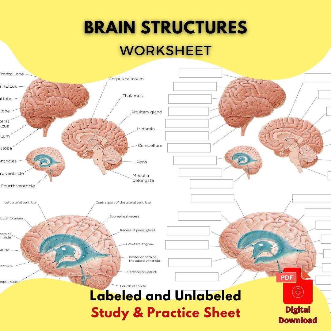 Structures Of The Human BRAIN Worksheet Printable PDF Study Guide Labeled Unlabeled Brain Diagram Neuroscience And Anatomy Learning Chart Etsy Structures Of The Human BRAIN Worksheet Printable PDF Study Guide Labeled Unlabeled Brain Diagram Neuroscience And Anatomy Learning Chart Etsy