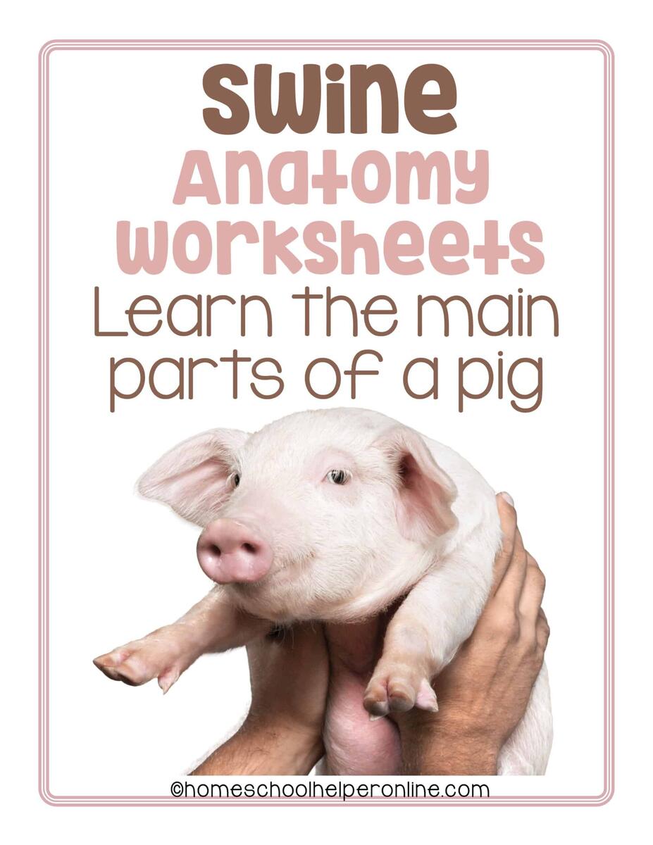 Swine Or Pig Anatomy Worksheets For Elementary Students Homeschool Helper Online Swine Or Pig Anatomy Worksheets For Elementary Students Homeschool Helper Online