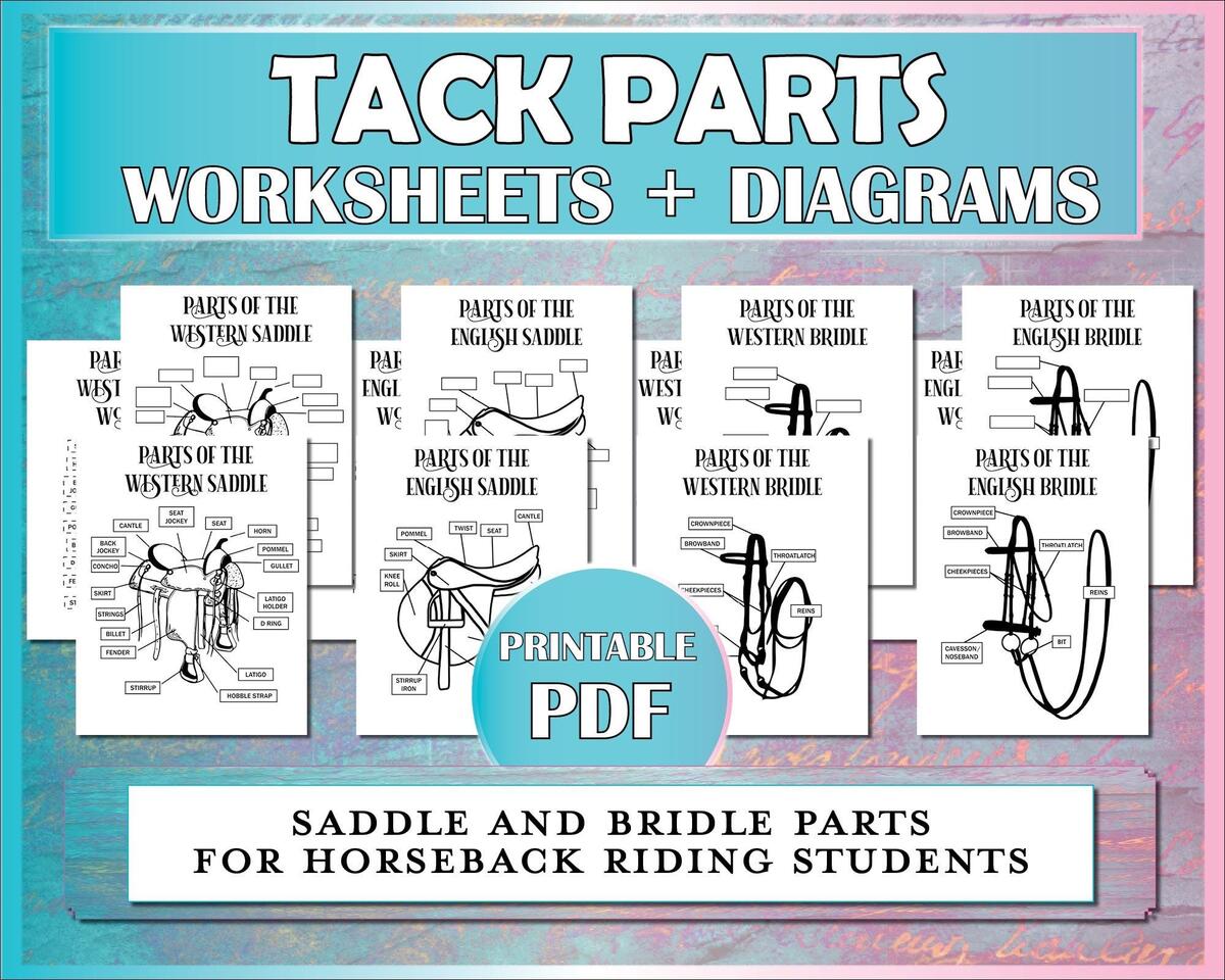 Tack Parts Printable Diagram Saddle And Bridle Parts Equestrian Printable Worksheet For Horse Camp Riding Instructors Lessons Hippology Etsy