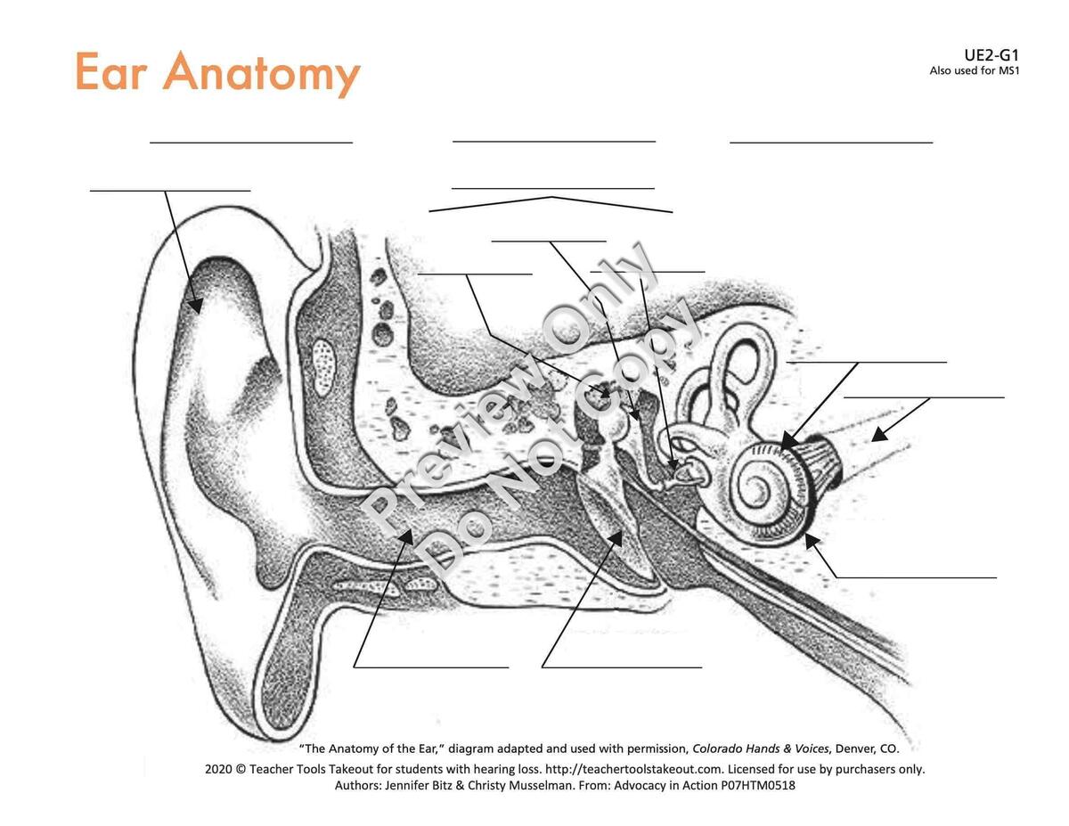 Human Ear Anatomy Function Worksheet