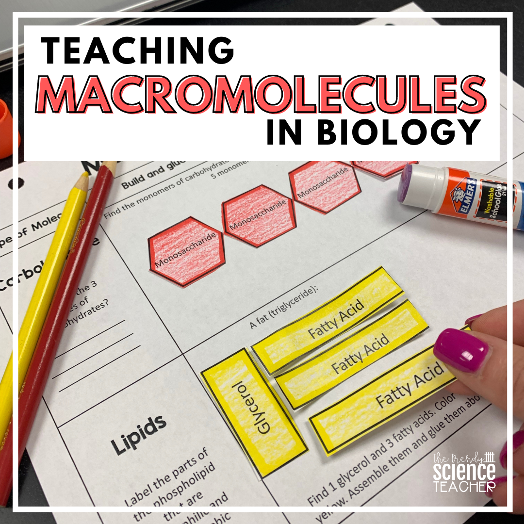 Teaching Macromolecules In Biology The Trendy Science Teacher