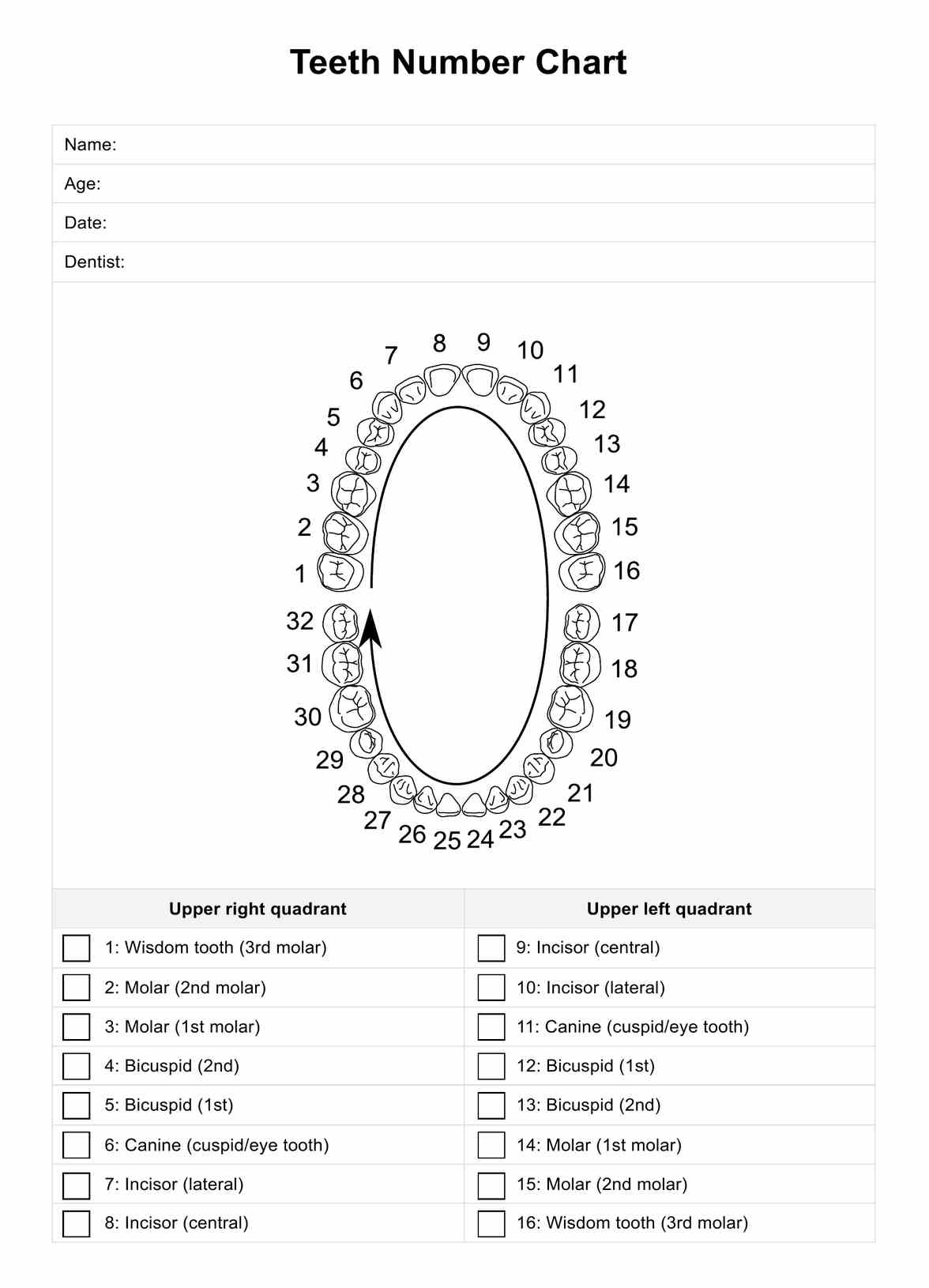 Teeth Number Baby S Teeth Chart Essential Guide Rodeo Dental
