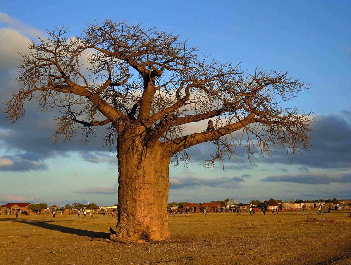 The African Baobab Is An Important Part Of Africa s Cultural Economic Environmental Landscape They re Dying Out Capitals Coalition