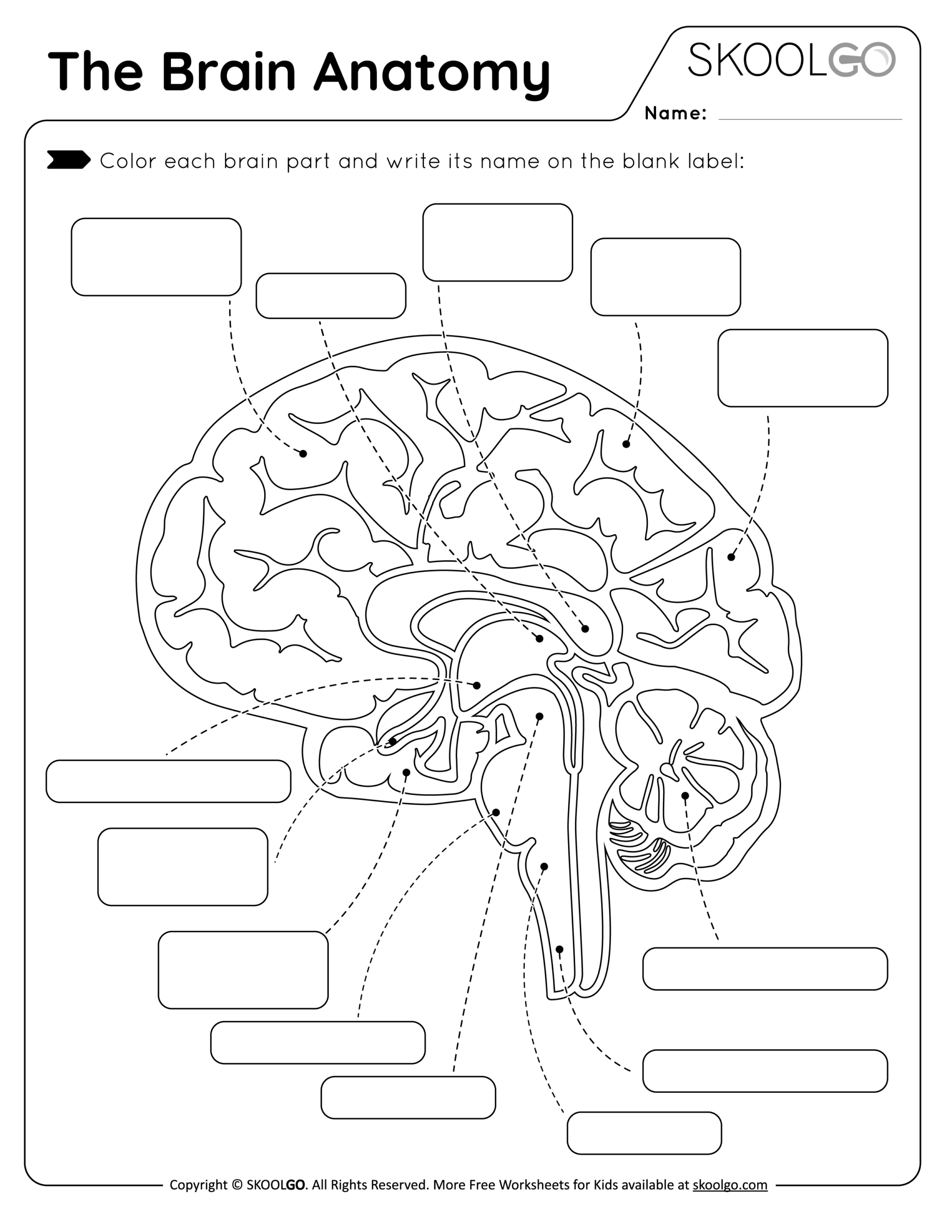 The Brain Anatomy Free Worksheet For Kids SKOOLGO The Brain Anatomy Free Worksheet For Kids SKOOLGO