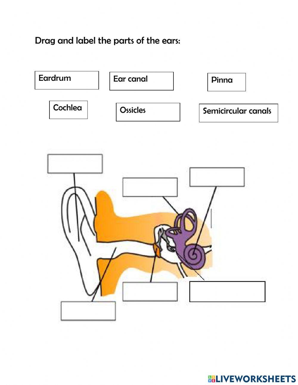 The Ear Online Worksheet Worksheets Library