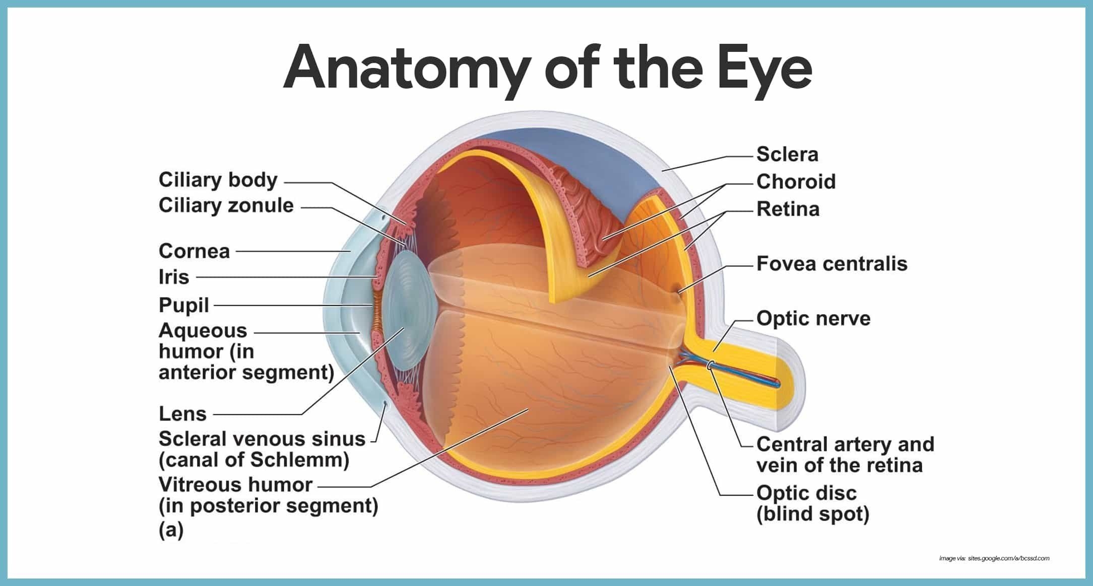 The Eye And Vision Anatomy Worksheet Answers Excelguider Worksheets Library