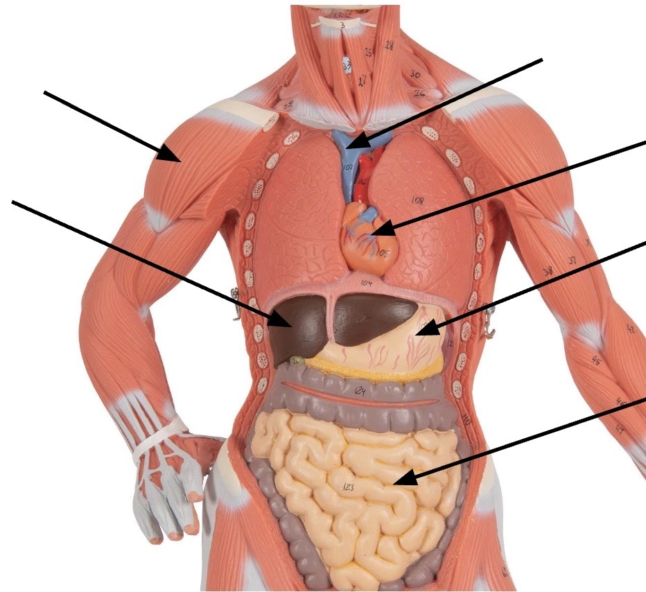 The Human Body Anatomical Terminology Planes And Sections Body Organization And Organ Systems Human Anatomy And Physiology Laboratory Manual Understanding How Structure Determines Function Free Face Worksheet Download Free Face Worksheet Png Images Free Worksheets On Clipart Library