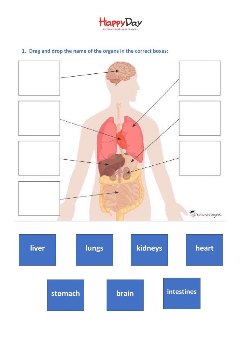 Discover 8 Body Parts And Human Body Activities Ideas On This Pinterest Board Human Body Projects Human Body Systems Human Body Organs And More