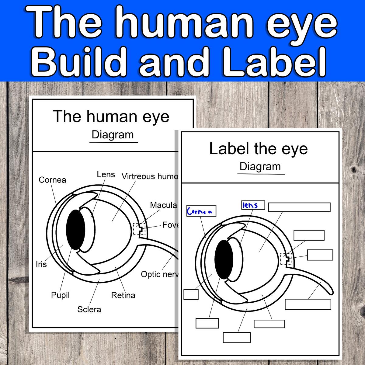 The Human Eye Build And Label The Eye Biology Human Anatomy Poster Eye Anatomy Labeling Diagram Etsy