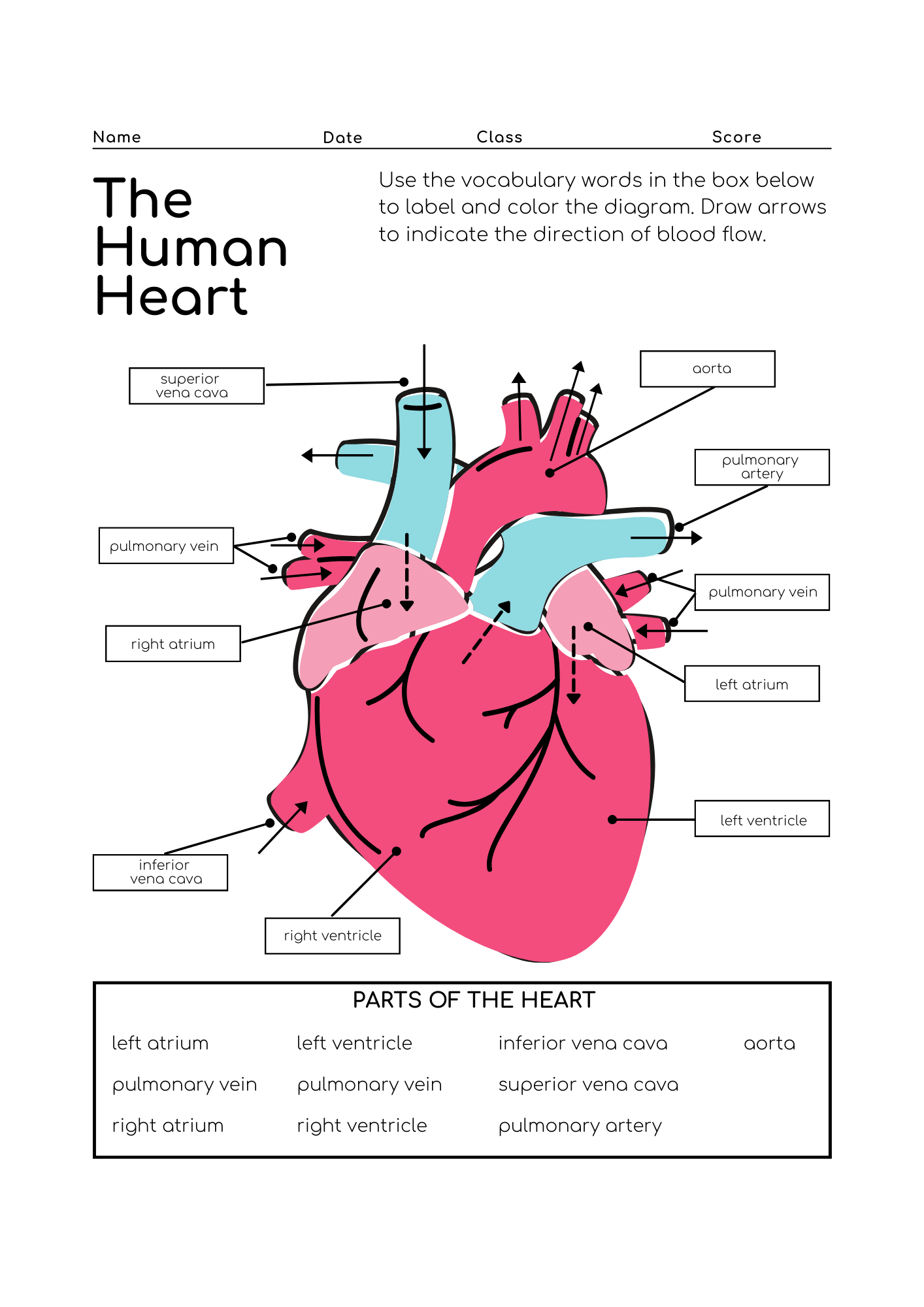 Heart Anatomy Worksheet For Middle School Science