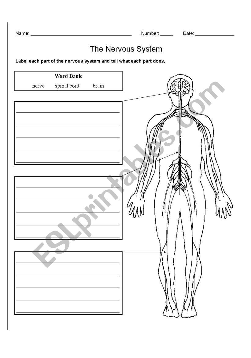 The Nervous System ESL Worksheet By Zeromeus