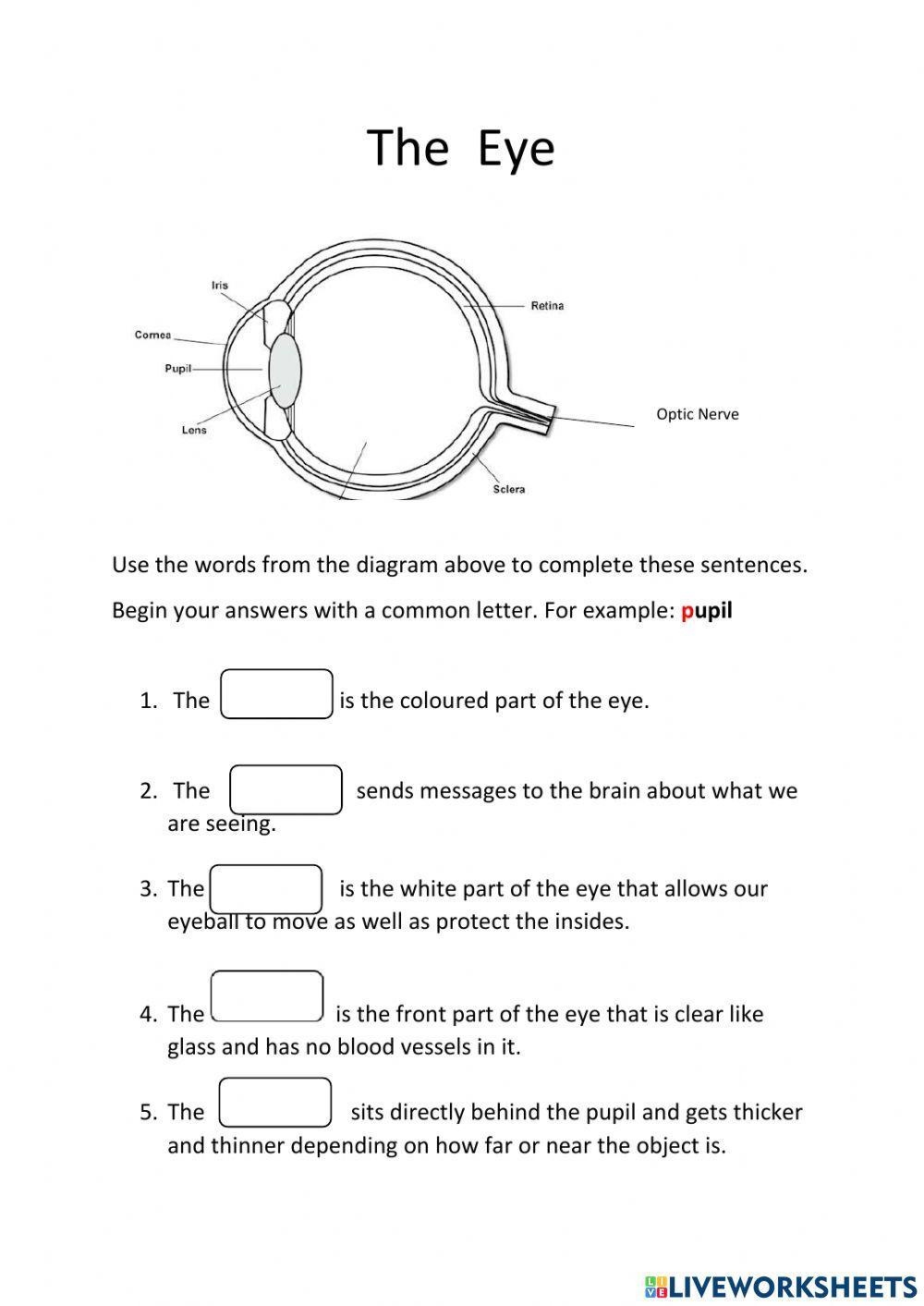 The Parts Of The Eye Worksheet Worksheet Worksheets Library