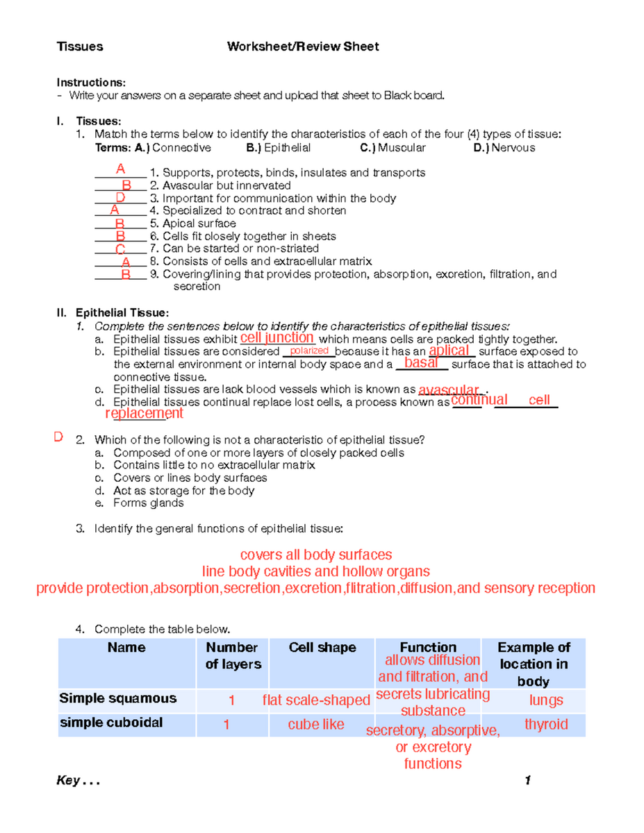 Epithelial Tissues Overview And Vocabulary Anatomy Worksheet Studocu