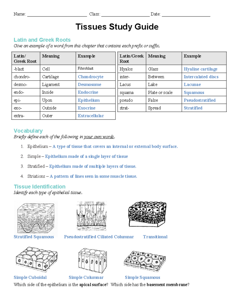 Tissues Study Guide KEY Key Concepts And Vocabulary For Class Note Studocu