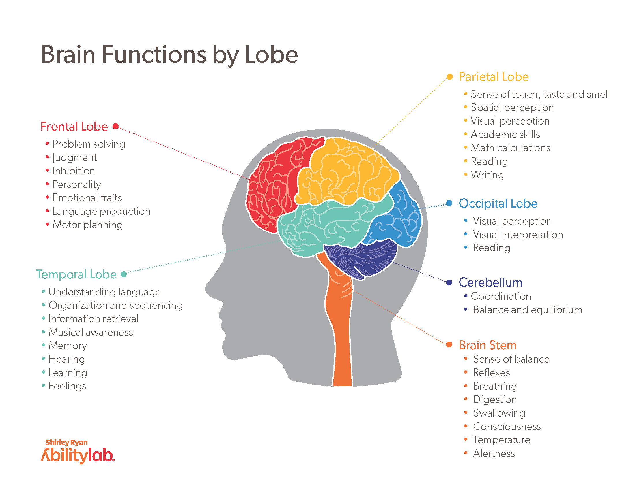 Understanding The Parts Of The Brain