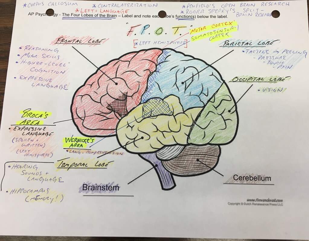 Unit 2 Bio Psych TC SOCIAL STUDIES