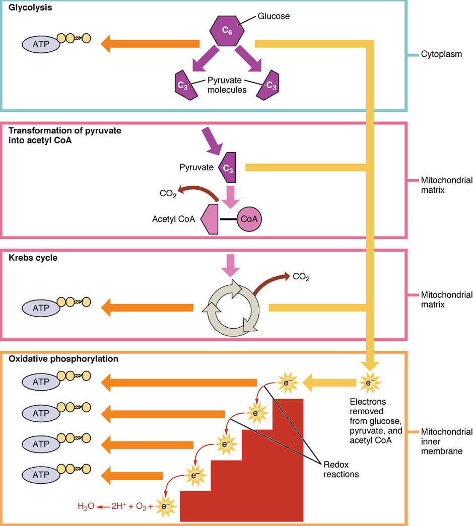 Unit 8 Cellular Respiration And Energy Metabolism Douglas College Human Anatomy Physiology II 4th Ed