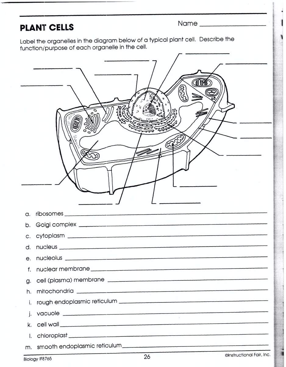 Unit Three 0871 Biology Worksheets Library Unit Three 0871 Biology Worksheets Library