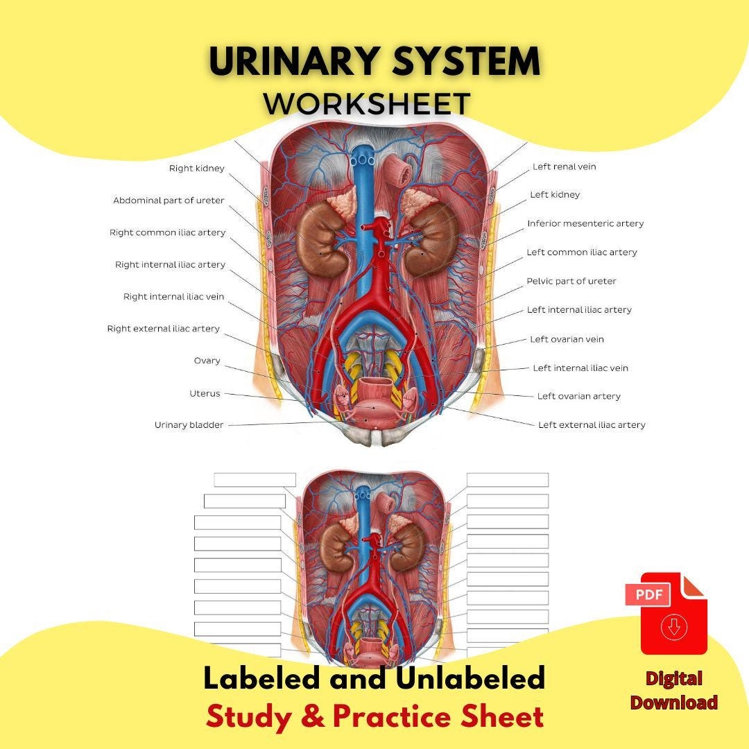 Urinary System Anatomy Worksheet PDF Printable Kidney Bladder Ureter Diagram Labeled Unlabeled Medical Education For Students And Nurses Etsy