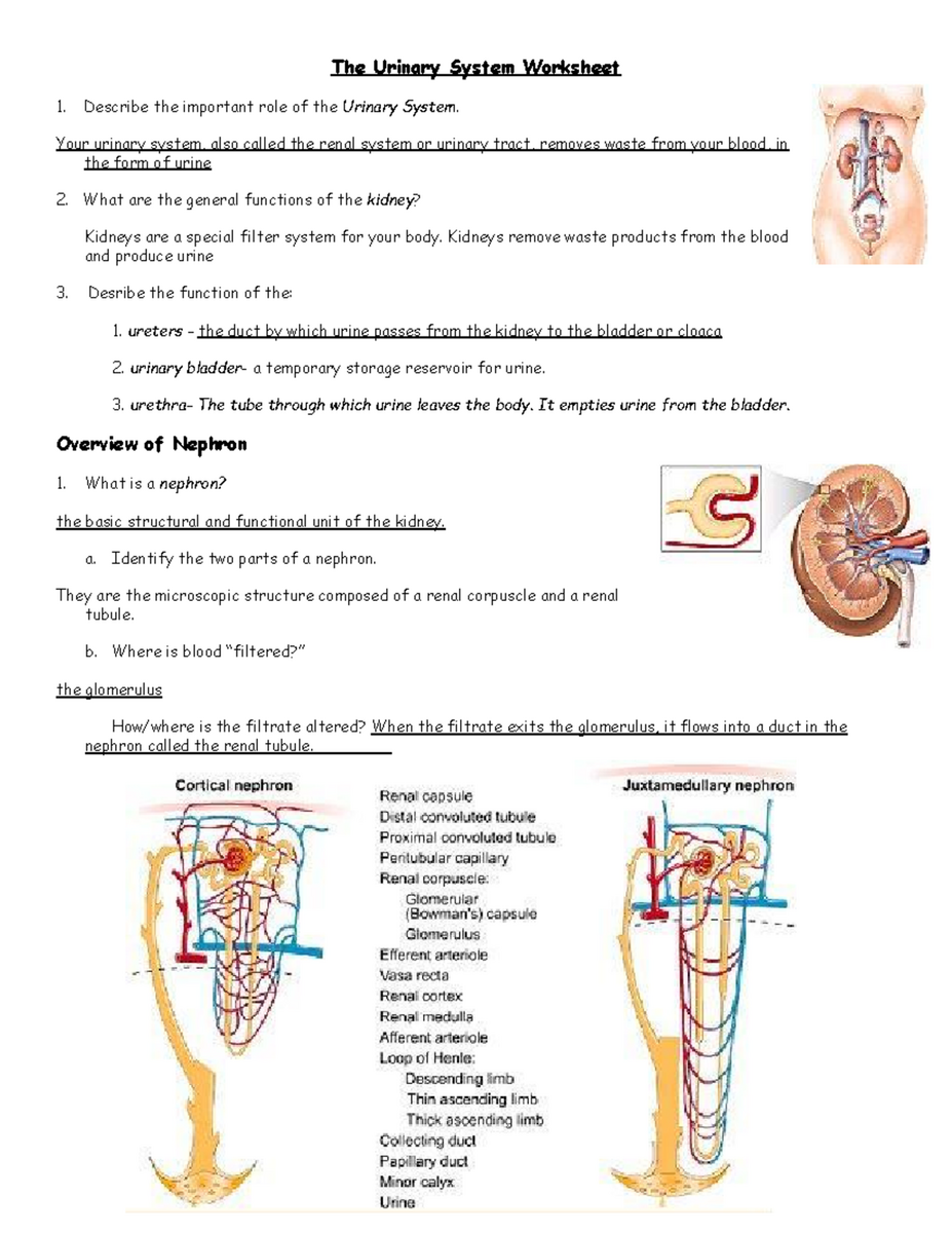 Urinary System Worksheet Functions Nephrons Physiology Study Guide Studocu