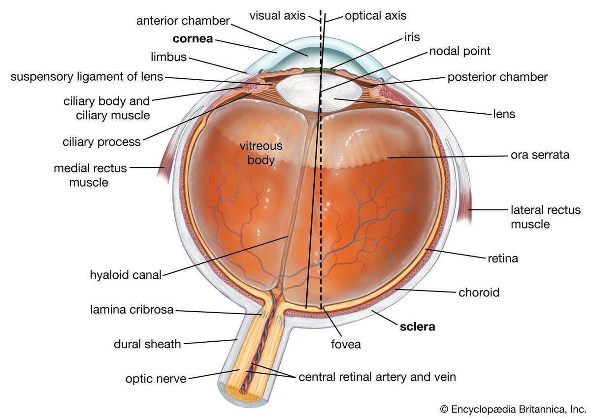 Vision Physiology Britannica Vision Physiology Britannica