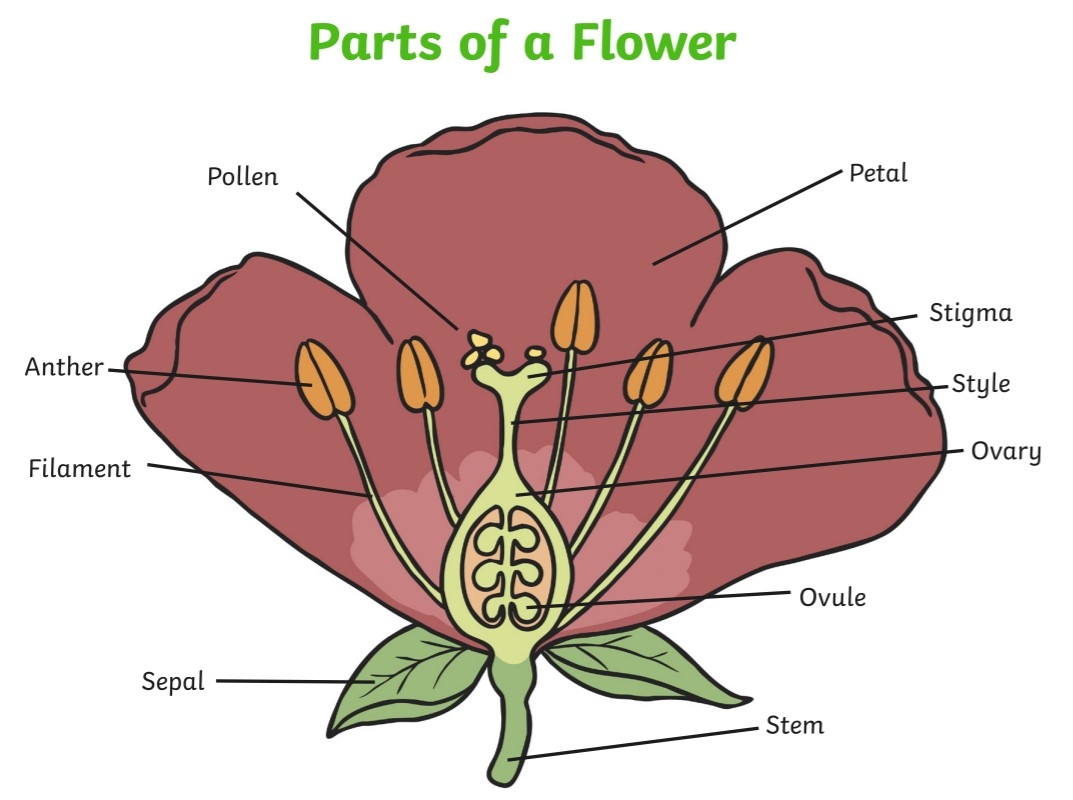 What Is A Flower Answered Twinkl Teaching Wiki Twinkl What Is A Flower Answered Twinkl Teaching Wiki Twinkl