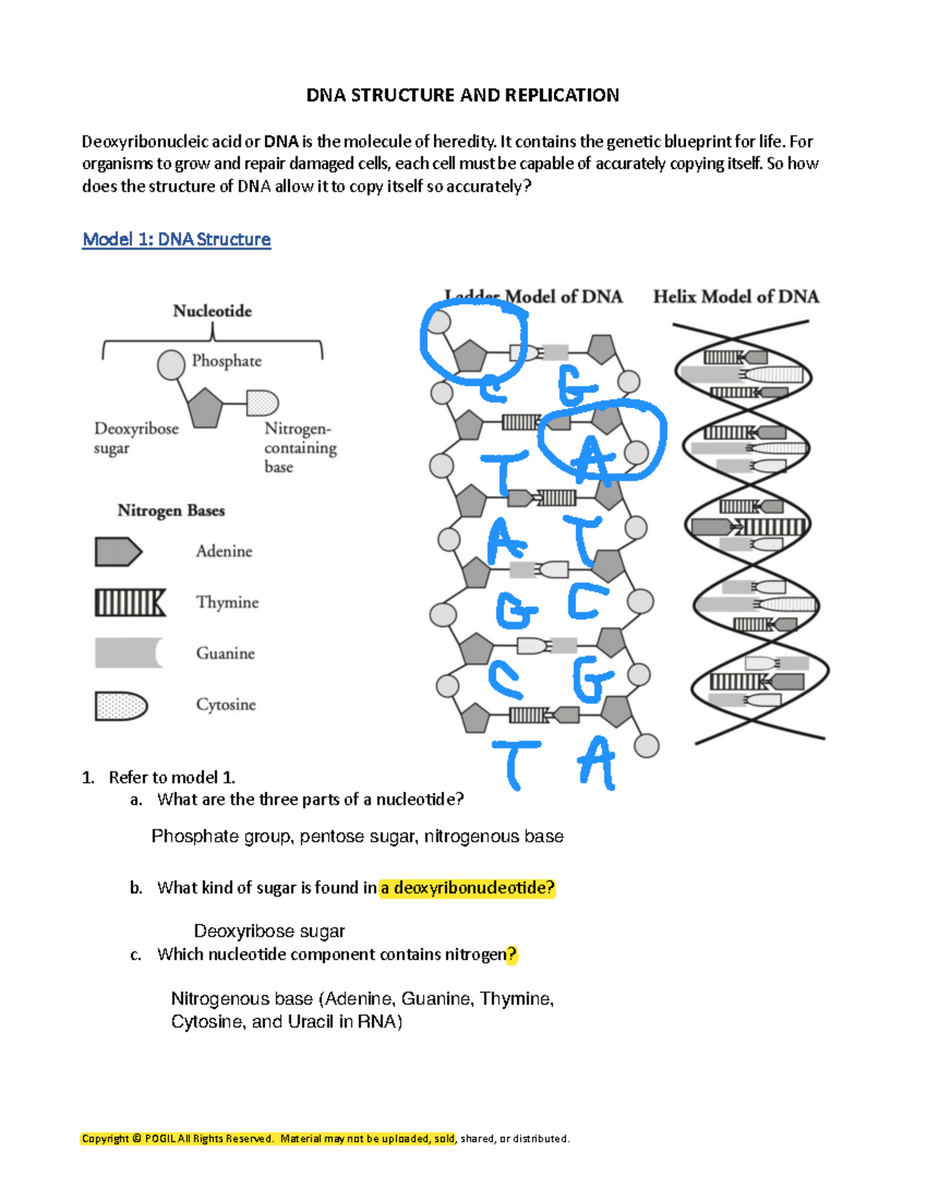 Worksheet 4 Exploring DNA Structure Replication Concepts Studocu