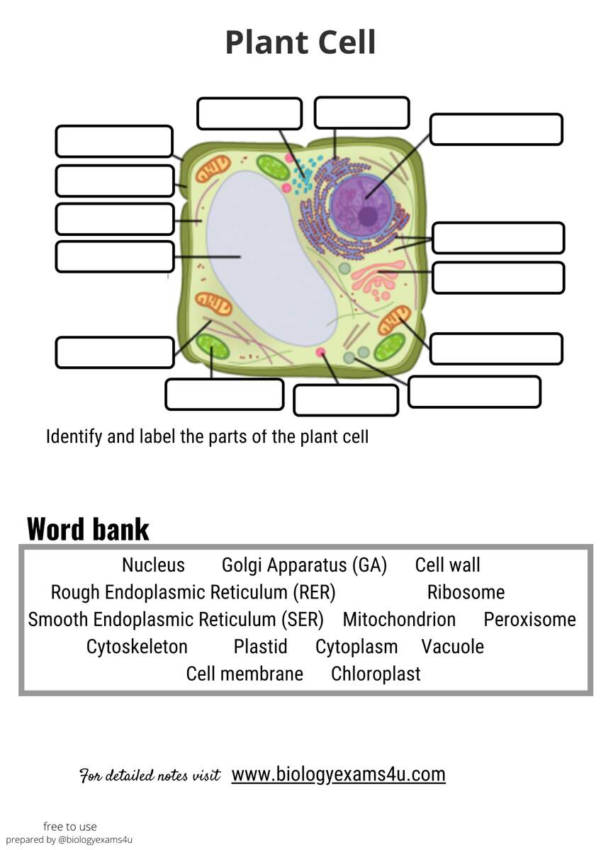 Worksheet And Quiz On Plant Cell Structure And Function Worksheets Library Worksheet And Quiz On Plant Cell Structure And Function Worksheets Library