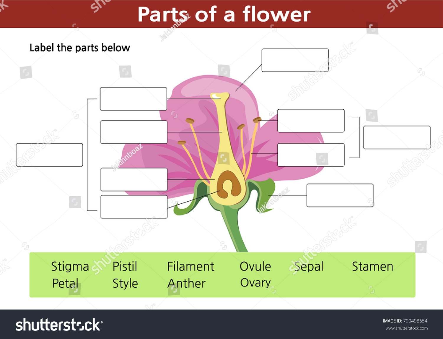 Worksheet Fill Blanks Parts Flower Stock Vector Royalty Free 790498654 Shutterstock