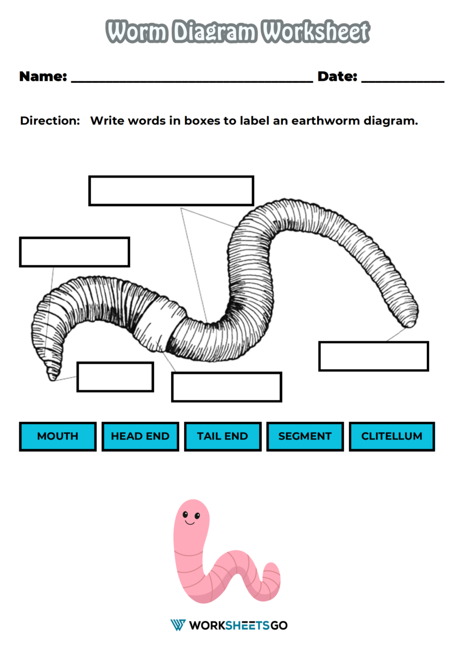 Anatomy Of A Worm And Wormery Activity With Record Charlotte Mason Nature Educational Printable Etsy